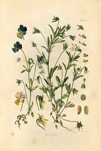 ブリキ看板 植物画 パンジー 三色スミレ ボタニカル インテリア ヴィンテージ風