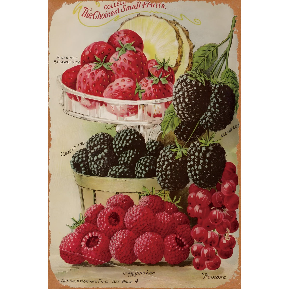 フルーツ ベリー コレクション ストロベリー ラズベリー ブラックベリー ヴィンテージ アート ブリキ看板